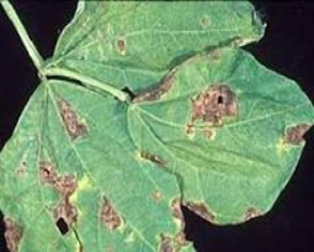 Bacterial Blight