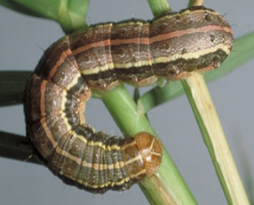 Fall Armyworms